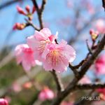 沖縄の桜は五分咲きといった所でしょうか
