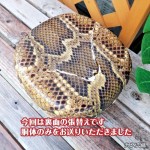 今回の修理はウラ面のみの張替えです